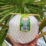 young coconut